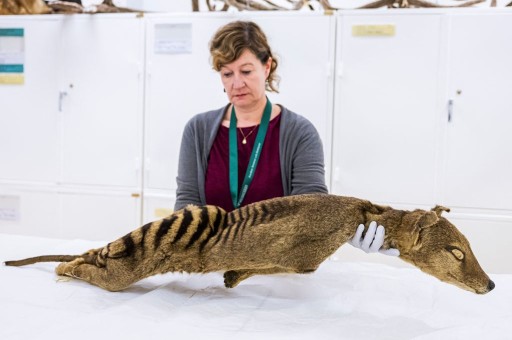 Could the Extinct Tasmanian Tiger Be Revived? 