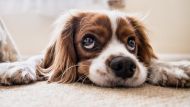 Dogs Can Detect COVID-19 Better Than Common Tech, New Study Claims