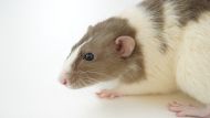 TruHuX: World’s First Mouse Model With Fully Functional Human Immune System Developed by Texas Scientists